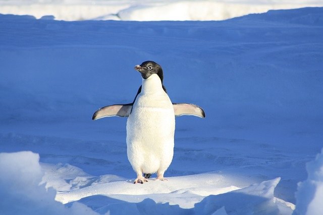 penguin-g41f3ee8ed_640.jpg